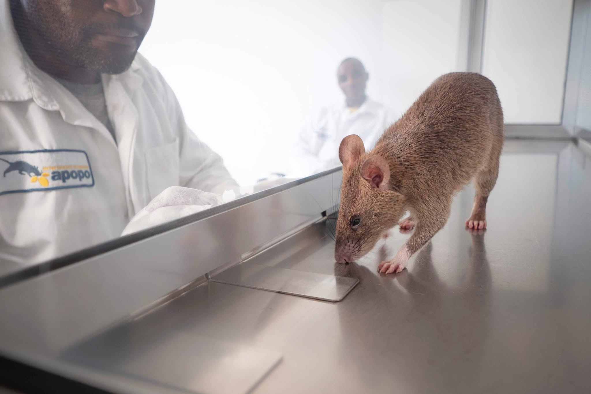 Carolina, APOPO’s retired tuberculosis detection HeroRat