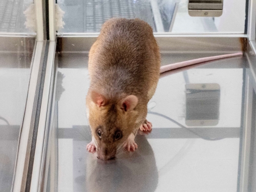 Tamasha, APOPO’s active tuberculosis detection HeroRat