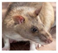 Rat